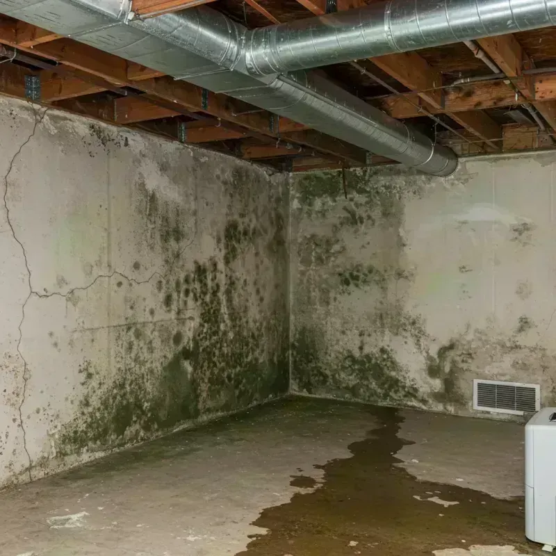 Professional Mold Removal in Windsor, MO